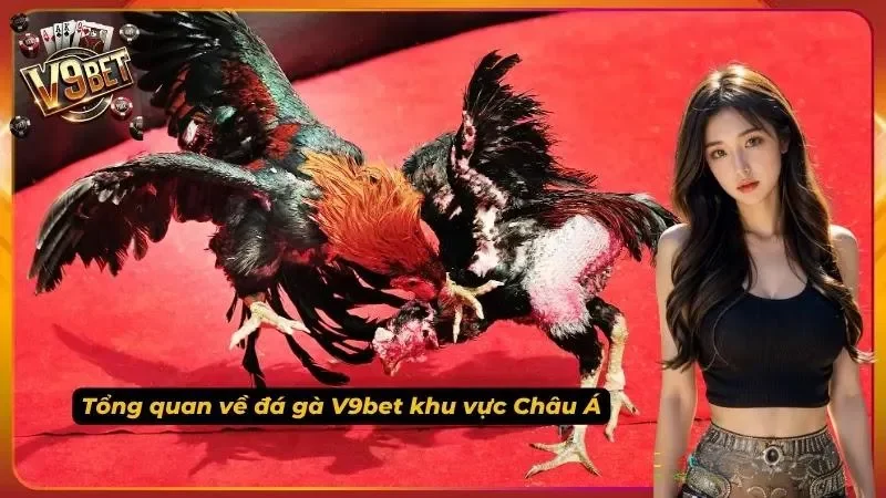 Giới thiệu về các trường gà đẳng cấp hiện nay