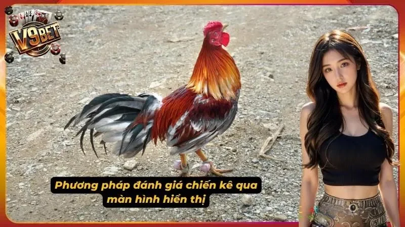 Phân tích các giống gà có lợi cho cược thủ