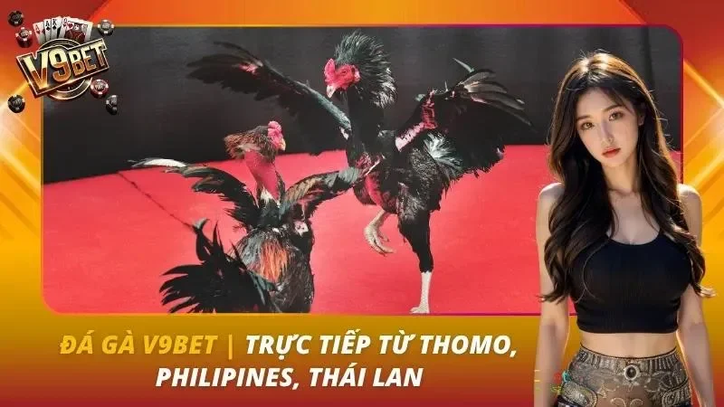 Đá Gà V9bet | Trực Tiếp Từ Thomo, Philipines, Thái Lan